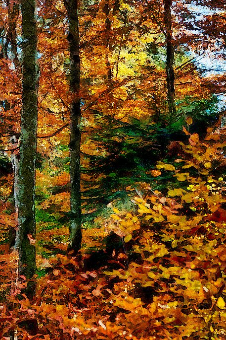 Herbst_Laub_20181026_06 null