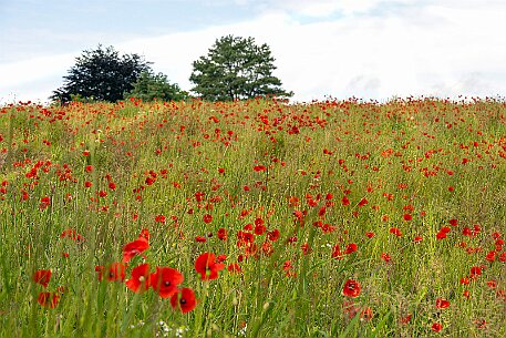 Mohnblumen in Bellmund BE null
