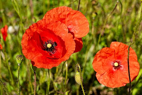 Mohnblumen in Bellmund BE null