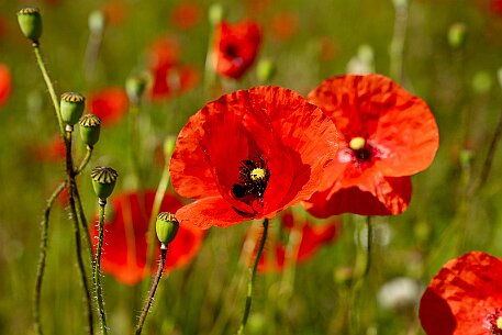 Mohnblumen in Bellmund BE null