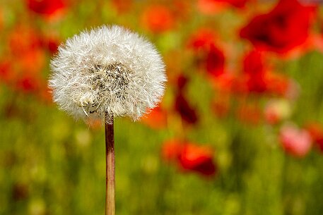 Mohnblumen in Bellmund BE null