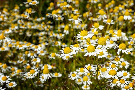 Mohnblumen in Bellmund BE null