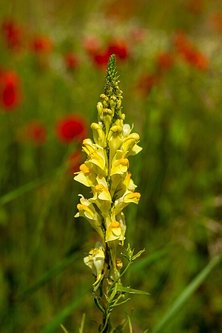 Mohnblumen in Bellmund BE null