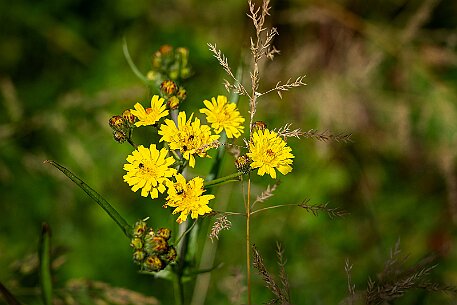 Mohnblumen in Bellmund BE null