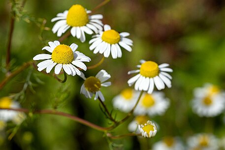 Mohnblumen in Bellmund BE null