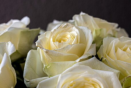 Rose null