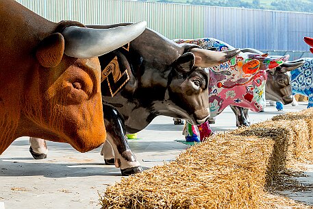 Stierparade Zug null