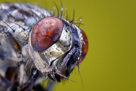 Insekten null
