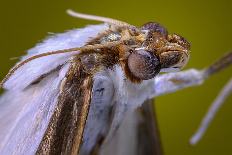Insekten null