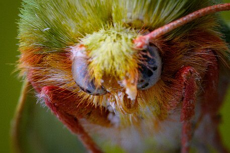 Insekten null