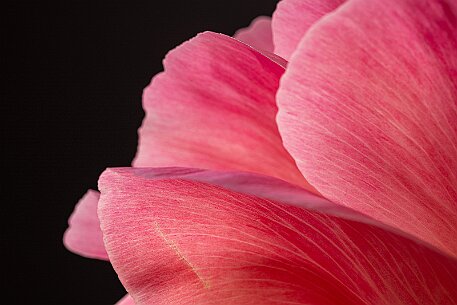 Pfingstrose (Paeonia) null