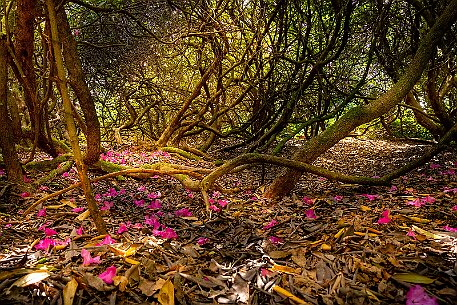 Natur
