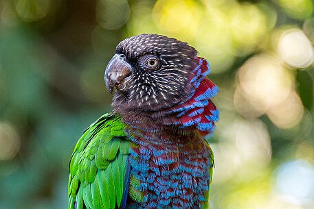 Brasil | Iguasu - Parque das Aves null