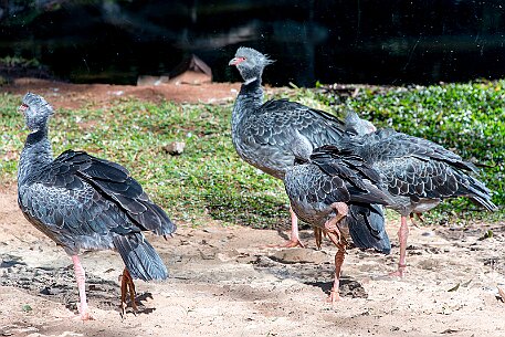 Brasil | Iguasu - Parque das Aves null