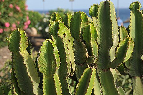 Lanzarote Strand Playa Blanca null
