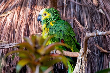 Brasil | Iguasu - Parque das Aves null