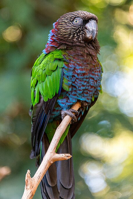 Brasil | Iguasu - Parque das Aves null