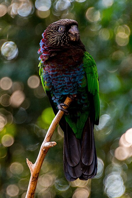 Brasil | Iguasu - Parque das Aves null
