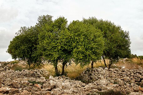 Menorca | Torralba null