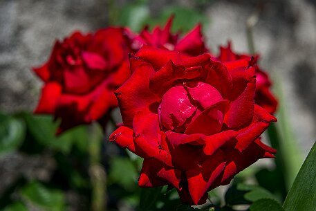 Schloss Heidegg | Rosengarten null