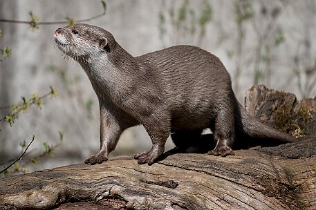 Asiatischer Zwergotter (Aonyx Cinereus) null