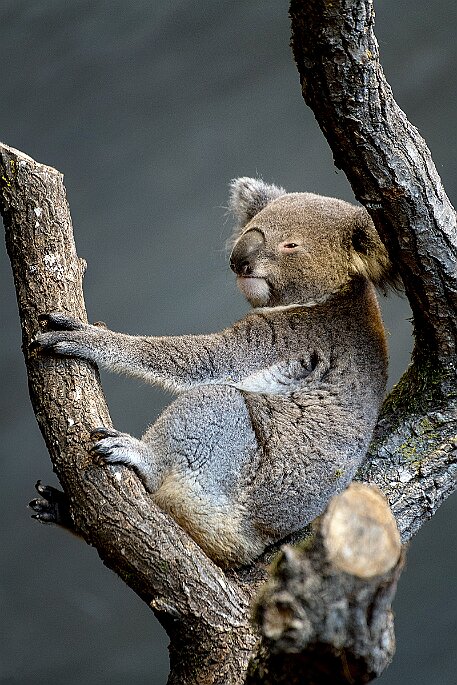 Koala (Phascolarctos Cinereus) null