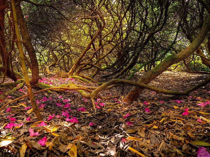 Natur